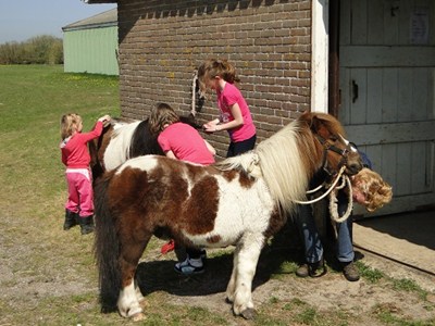 Pony Doe Dag bij Dapperstal in Sint Maartensbrug