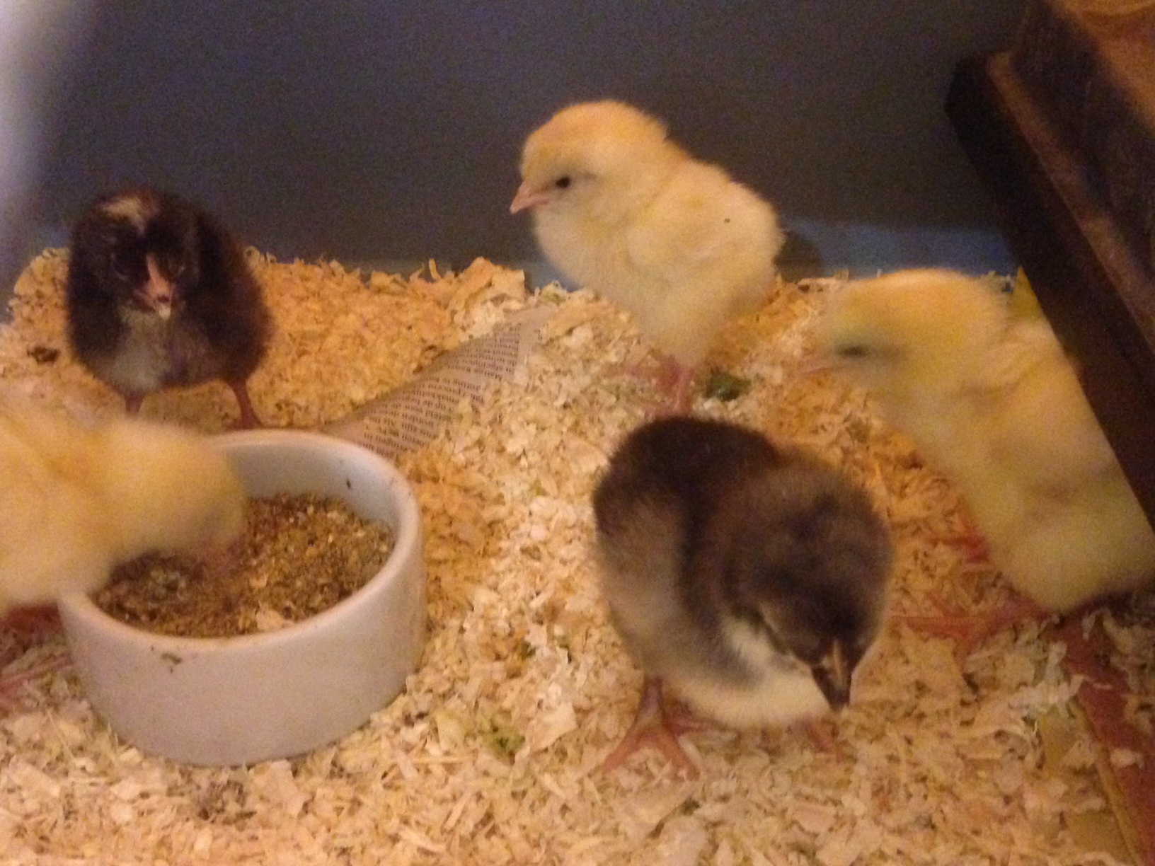 Kuikens in de groepen 3