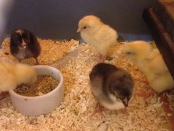 kuikens in de klas
