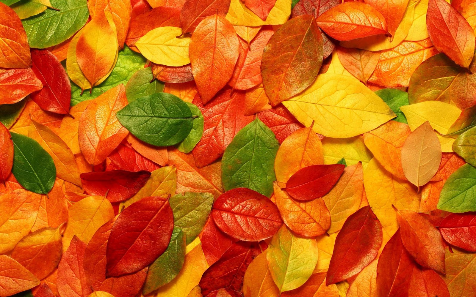 Gezinsviering: Herfst m.m.v. groep 6