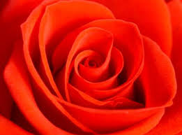 IB-er Brenda afwezig